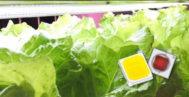 LED植物照明这么火，凭什么？